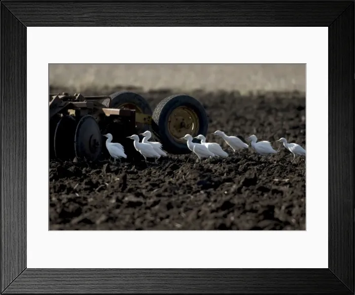 Framed Print : Cattle Egrets - following tractor, November Andalucia, Spain Framed Print : Cattle Egrets - following tractor, November Andalucia, Spain