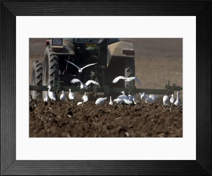 Framed Print : Cattle Egrets - following tractor, November Andalucia, Spain Framed Print : Cattle Egrets - following tractor, November Andalucia, Spain