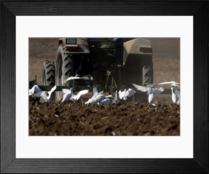Framed Print : Cattle Egrets - following tractor, November Andalucia, Spain Framed Print : Cattle Egrets - following tractor, November Andalucia, Spain