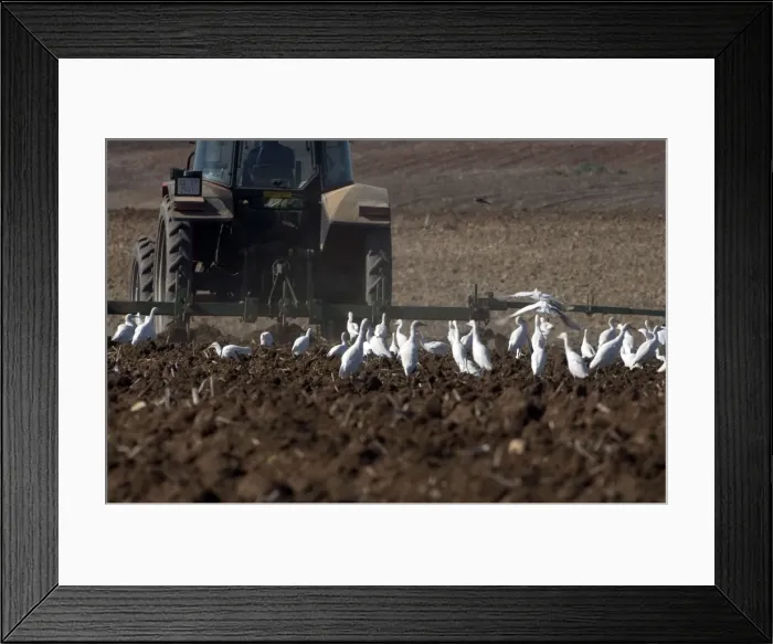 Framed Print : Cattle Egrets - following tractor, November Andalucia, Spain Framed Print : Cattle Egrets - following tractor, November Andalucia, Spain