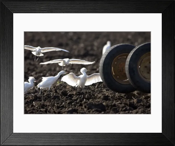 Framed Print : Cattle Egrets - following tractor, November Andalucia, Spain