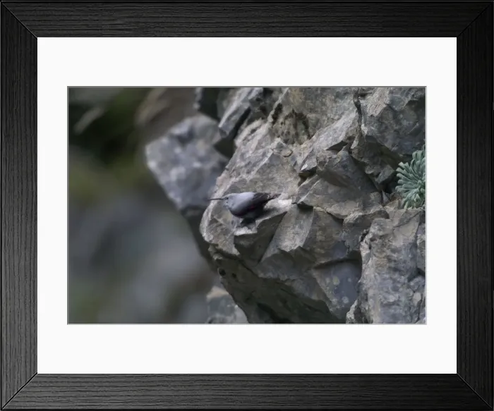 Framed Print : Wallcreeper - female Winter. Spanish Pyrenees, February Framed Print : Wallcreeper - female Winter. Spanish Pyrenees, February