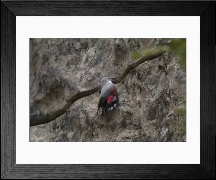 Framed Print : Wallcreeper - female Winter. Spanish Pyrenees, February Framed Print : Wallcreeper - female Winter. Spanish Pyrenees, February