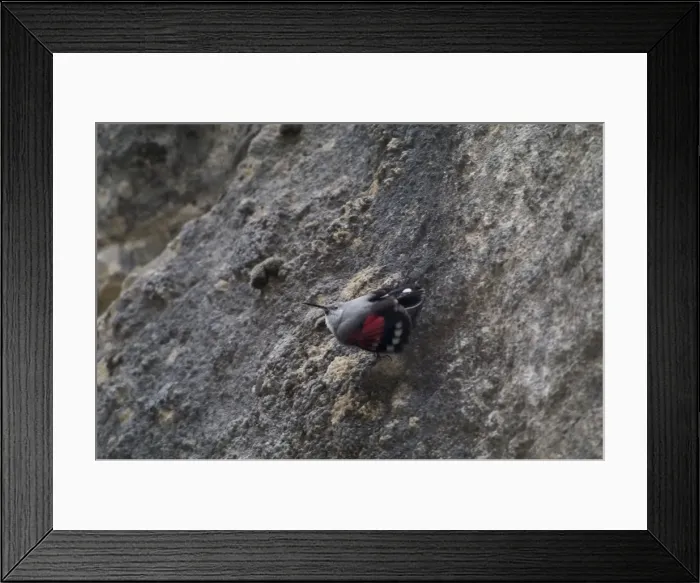 Framed Print : Wallcreeper - female Winter. Spanish Pyrenees, February Framed Print : Wallcreeper - female Winter. Spanish Pyrenees, February