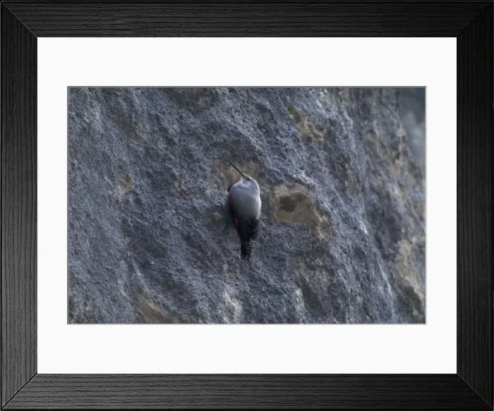 Framed Print : Wallcreeper - female Winter. Spanish Pyrenees, February Framed Print : Wallcreeper - female Winter. Spanish Pyrenees, February