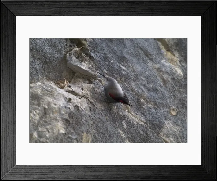Framed Print : Wallcreeper - female Winter. Spanish Pyrenees, February Framed Print : Wallcreeper - female Winter. Spanish Pyrenees, February
