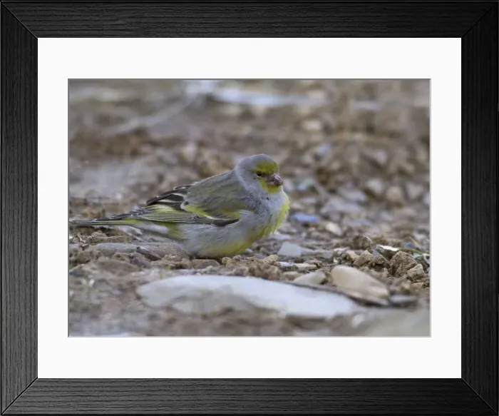 Framed Print : Adult Citril Finch Spanish Pyrenees, February Framed Print : Adult Citril Finch Spanish Pyrenees, February