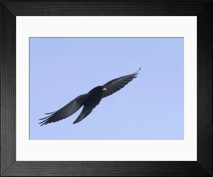 Framed Print : Alpine Chough, in falling snow Spanish Pyrenees, February