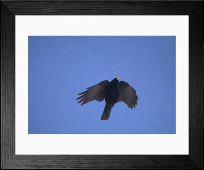 Framed Print : Alpine Chough, in falling snow Spanish Pyrenees, February Framed Print : Alpine Chough, in falling snow Spanish Pyrenees, February
