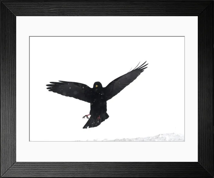 Framed Print : Alpine Chough, in falling snow Spanish Pyrenees, February Framed Print : Alpine Chough, in falling snow Spanish Pyrenees, February