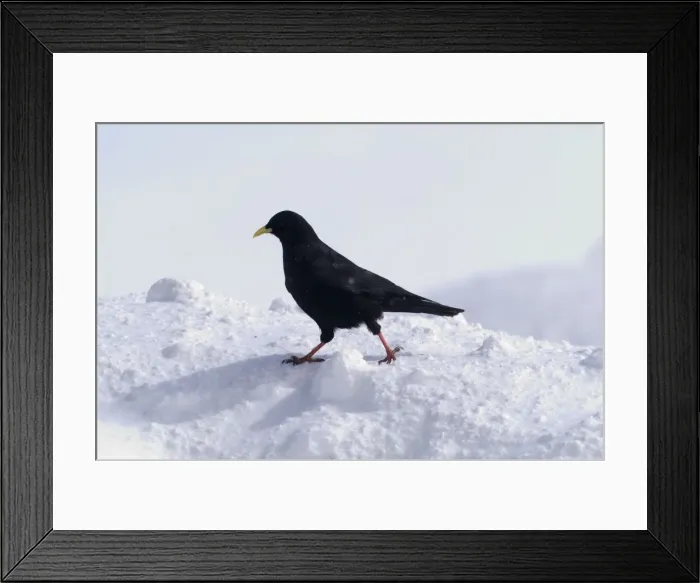 Framed Print : Alpine Chough, in falling snow Spanish Pyrenees, February Framed Print : Alpine Chough, in falling snow Spanish Pyrenees, February