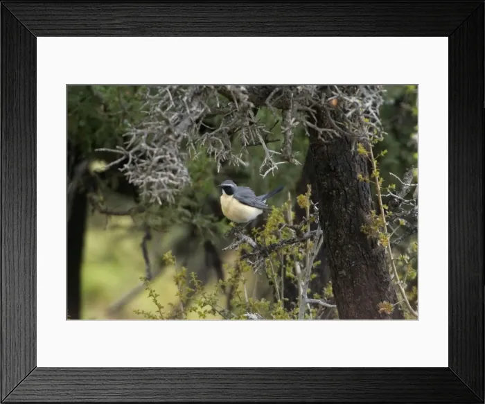 Framed Print : White-throated Robin - Adult male, pale phase, Southern Turkey, May Framed Print : White-throated Robin - Adult male, pale phase, Southern Turkey, May