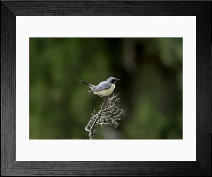 Framed Print : White-throated Robin - Adult male, pale phase, Southern Turkey, May Framed Print : White-throated Robin - Adult male, pale phase, Southern Turkey, May