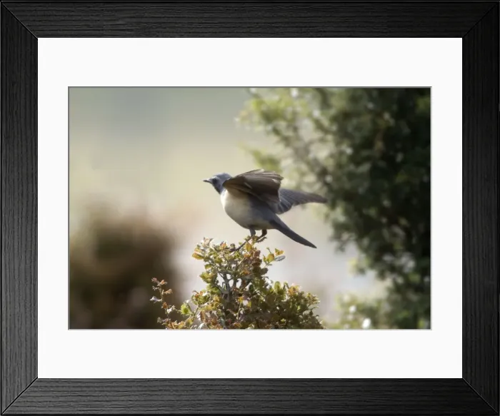 Framed Print : White-throated Robin - Adult male pale phase, wing stretching, Southern Turkey, May Framed Print : White-throated Robin - Adult male pale phase, wing stretching, Southern Turkey, May