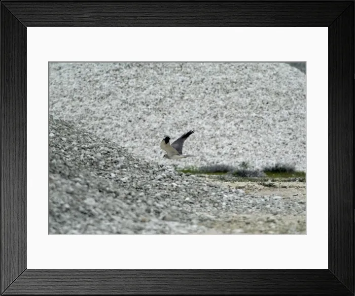 Framed Print : Pallid Harrier - Adult male in flight March, Cyprus Framed Print : Pallid Harrier - Adult male in flight March, Cyprus