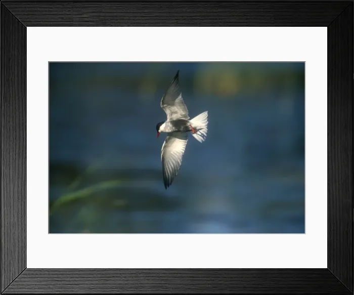 Framed Print : plumaged Whiskered Tern - adult in flight Turkey, May Framed Print : plumaged Whiskered Tern - adult in flight Turkey, May