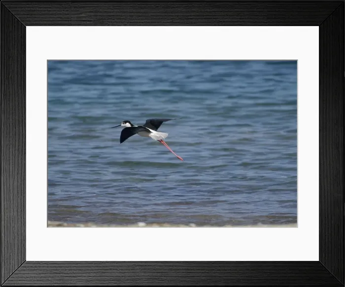 Framed Print : Black-winged Stilt - Adult male in flight Turkey, May Framed Print : Black-winged Stilt - Adult male in flight Turkey, May