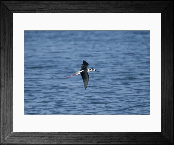 Framed Print : Black-winged Stilt - Adult male in flight Turkey, May Framed Print : Black-winged Stilt - Adult male in flight Turkey, May