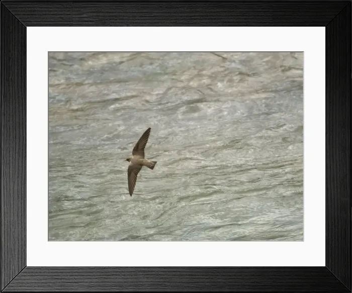Framed Print : Adult Crag Martin - hawking low over water April, Spanish Pyrenees Framed Print : Adult Crag Martin - hawking low over water April, Spanish Pyrenees