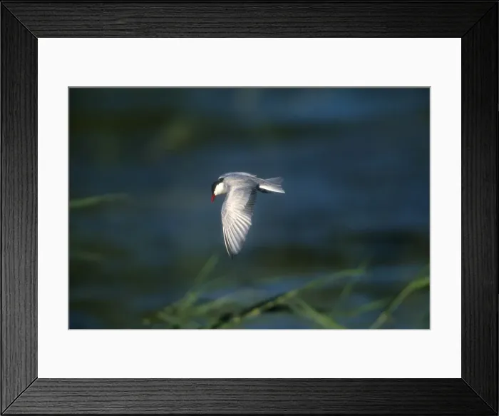Framed Print : Whiskered Tern - Adult, summer plumaged Turkey, May Framed Print : Whiskered Tern - Adult, summer plumaged Turkey, May