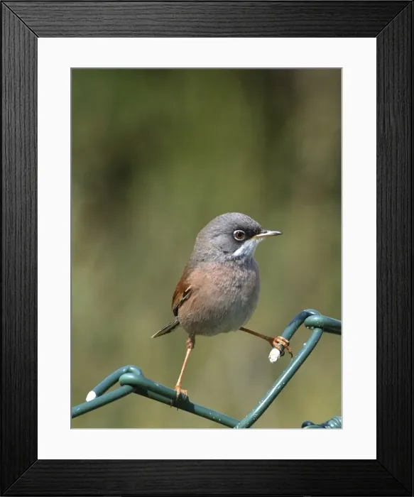 Framed Print : Spectacled Warbler - Adult female perched on fence, March Cyprus Framed Print : Spectacled Warbler - Adult female perched on fence, March Cyprus