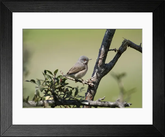 Framed Print : Subalpine Warbler - Eastern race, adult female perched on branch, March Cyprus Framed Print : Subalpine Warbler - Eastern race, adult female perched on branch, March Cyprus