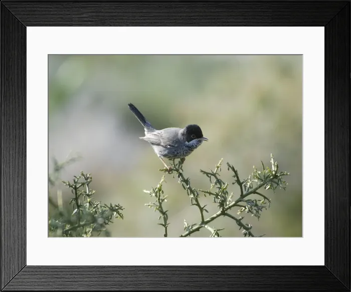 Framed Print : Cyprus Warbler - Adult Male perched. March Cyprus Framed Print : Cyprus Warbler - Adult Male perched. March Cyprus