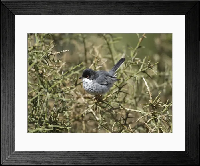 Framed Print : Cyprus Warbler - Adult Male perched. March Cyprus Framed Print : Cyprus Warbler - Adult Male perched. March Cyprus