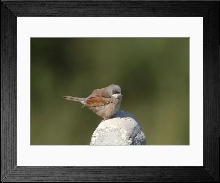 Framed Print : Spectacled Warbler - Adult male on post, March Cyprus Framed Print : Spectacled Warbler - Adult male on post, March Cyprus