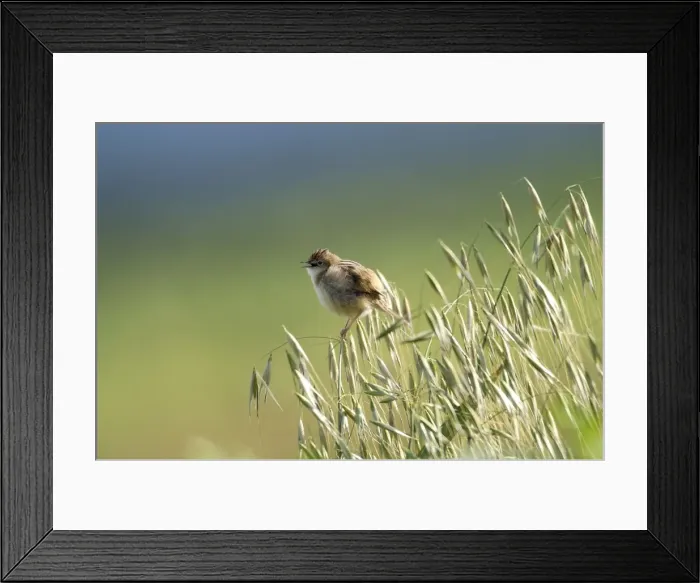 Framed Print : Zitting Cisticola - Singing, March Cyprus Framed Print : Zitting Cisticola - Singing, March Cyprus