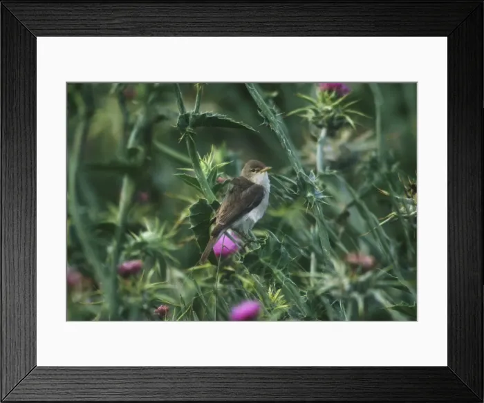 Framed Print : Eastern Olivaceous Warbler - May Southern Turkey Framed Print : Eastern Olivaceous Warbler - May Southern Turkey