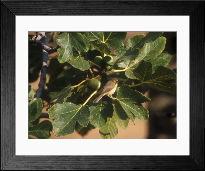 Framed Print : Melodious Warbler - April Majorca Framed Print : Melodious Warbler - April Majorca