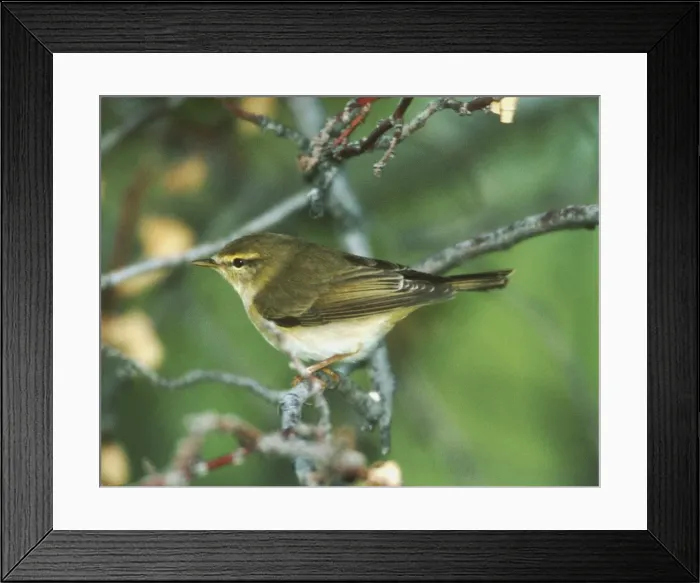 Framed Print : Willow Warbler - May Turkey Framed Print : Willow Warbler - May Turkey