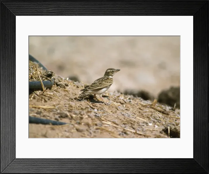 Framed Print : Bimaculated Lark Israel Framed Print : Bimaculated Lark Israel