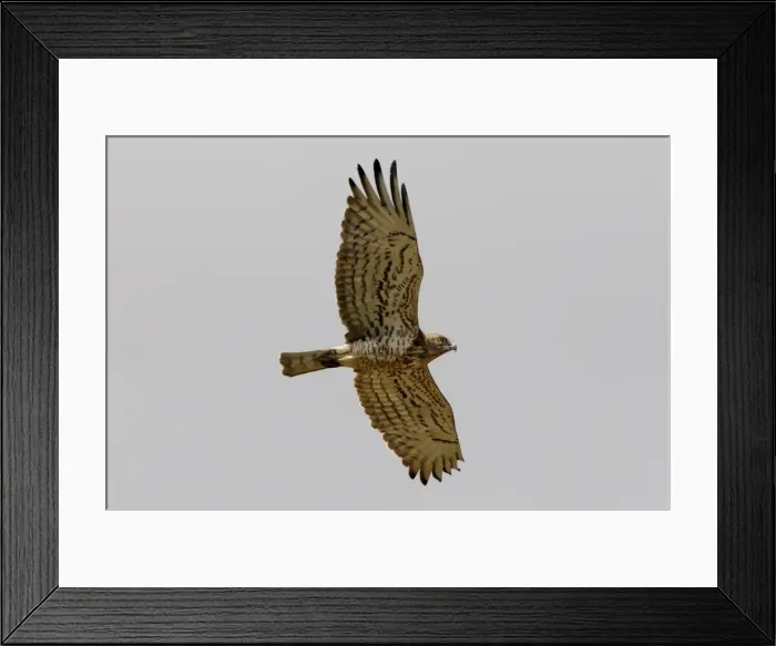 Framed Print : Short-toed Eagle - adult on migration Southern Spain Framed Print : Short-toed Eagle - adult on migration Southern Spain
