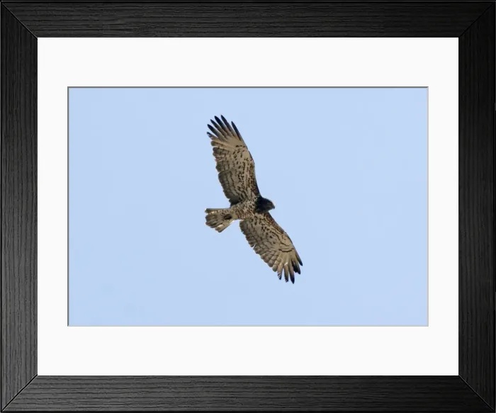 Framed Print : Short-toed Eagle - in flight, adult on migration Southern Spain Framed Print : Short-toed Eagle - in flight, adult on migration Southern Spain
