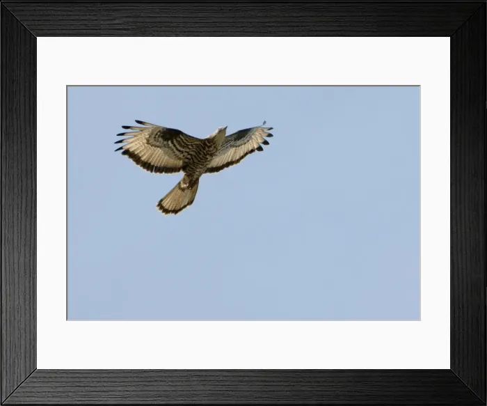 Framed Print : Honey Buzzard - on migration Southern Spain, September Framed Print : Honey Buzzard - on migration Southern Spain, September