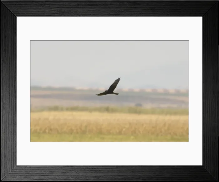 Framed Print : Melanistic Montagues Harrier - In flight. Southern Spain September Framed Print : Melanistic Montagues Harrier - In flight. Southern Spain September