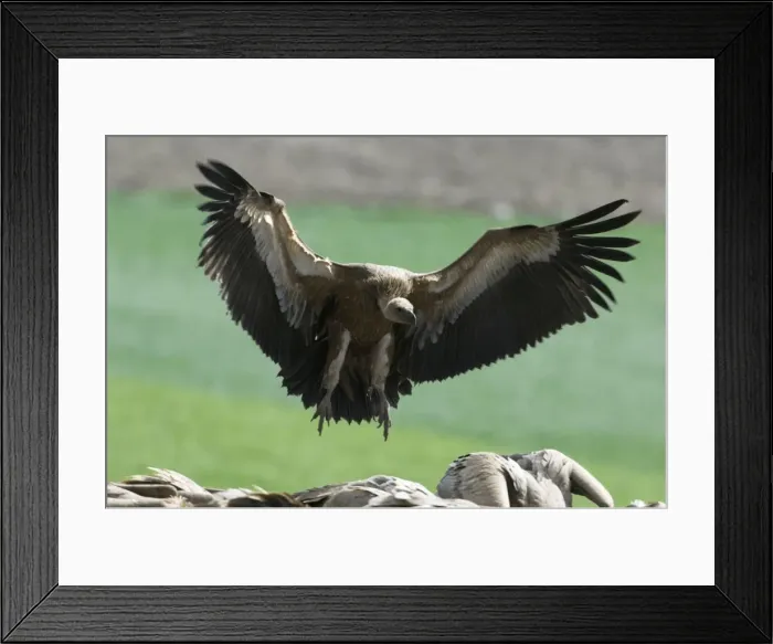 Framed Print : European Griffon Vulture, Andalucia, spain, February Framed Print : European Griffon Vulture, Andalucia, spain, February