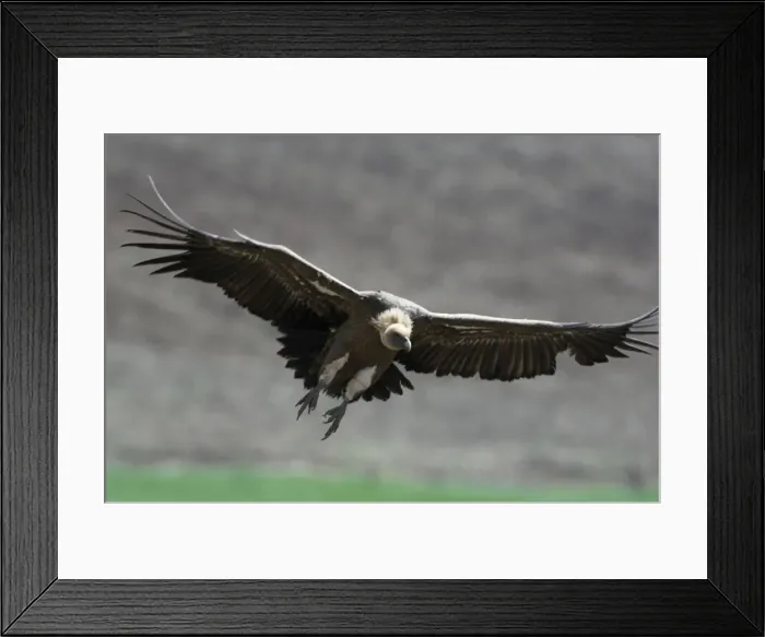 Framed Print : European Griffon Vulture, Andalucia, Spain, February Framed Print : European Griffon Vulture, Andalucia, Spain, February