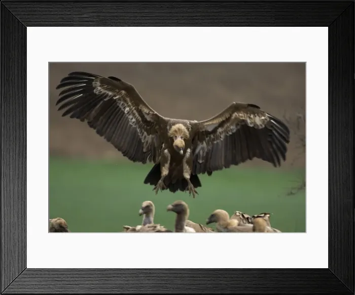 Framed Print : European Griffon Vultures, Andalucia, Spain, February Framed Print : European Griffon Vultures, Andalucia, Spain, February