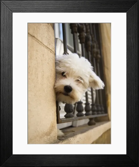 Framed Print : Dog - peering out of window