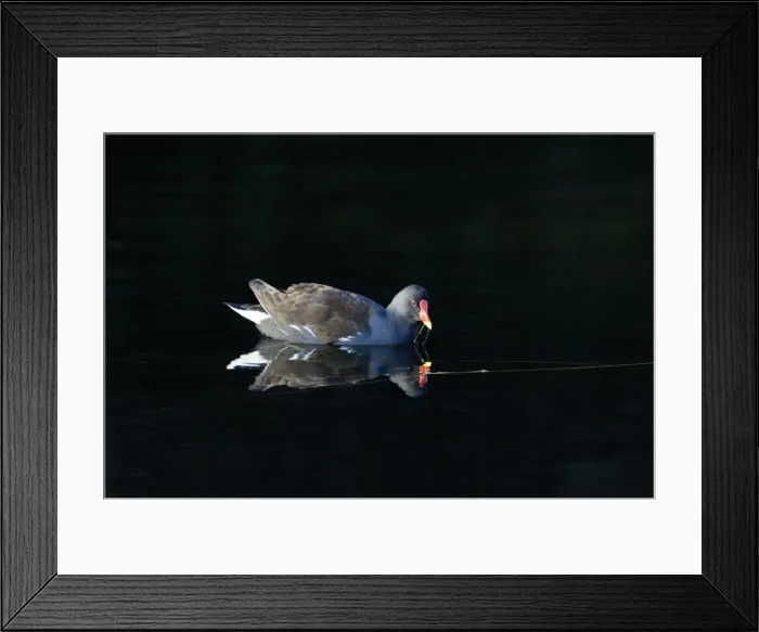 Framed Print : Moorhen - adult feeding on village pond UK Framed Print : Moorhen - adult feeding on village pond UK