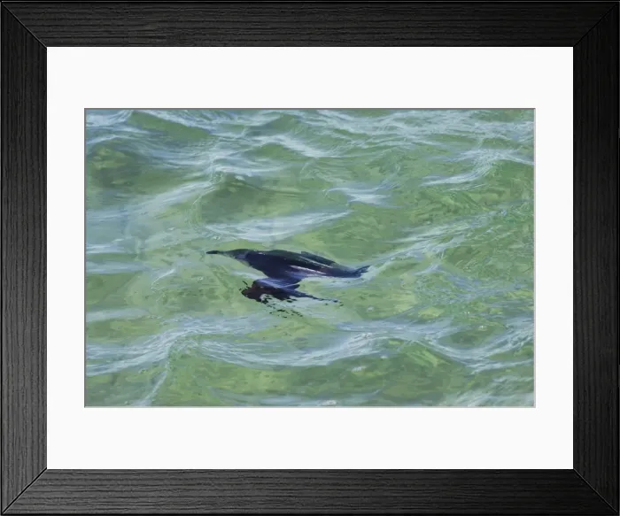 Framed Print : Razorbill - fishing underwater at sea in winter Framed Print : Razorbill - fishing underwater at sea in winter