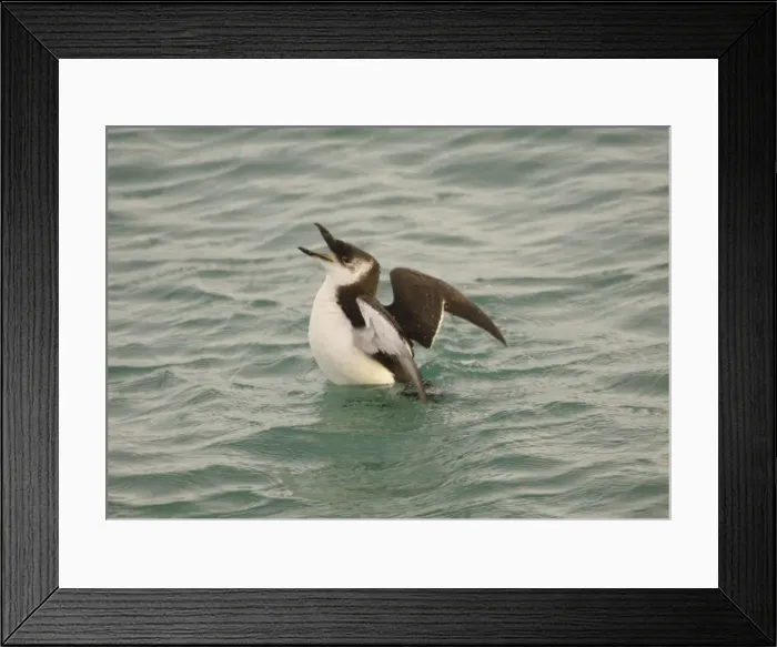 Framed Print : Razorbill - at sea in winter Framed Print : Razorbill - at sea in winter