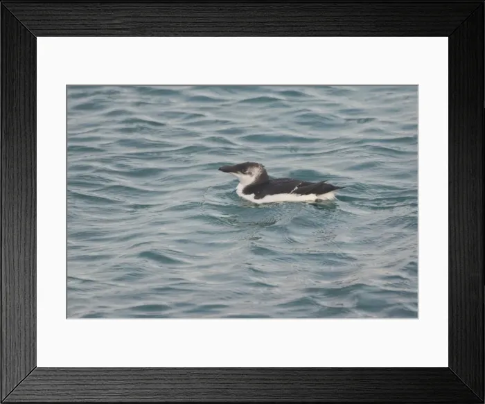 Framed Print : Razorbill - at sea in 1st winter Framed Print : Razorbill - at sea in 1st winter