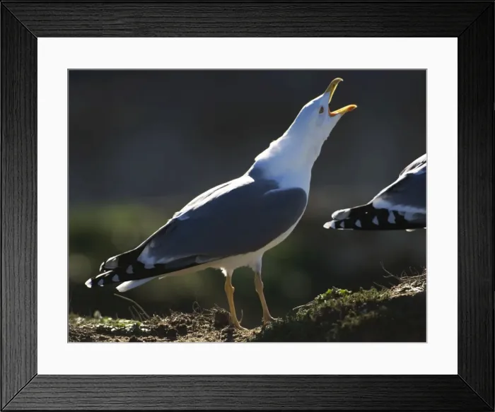 Framed Print : Yellow legged Gull - adult in winter Tarifa Spain Framed Print : Yellow legged Gull - adult in winter Tarifa Spain
