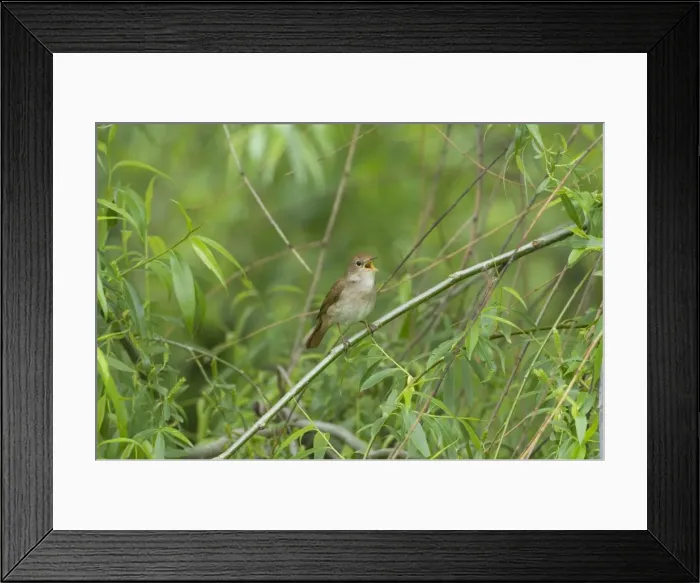 Framed Print : Nightingale - in spring on territory singing Framed Print : Nightingale - in spring on territory singing