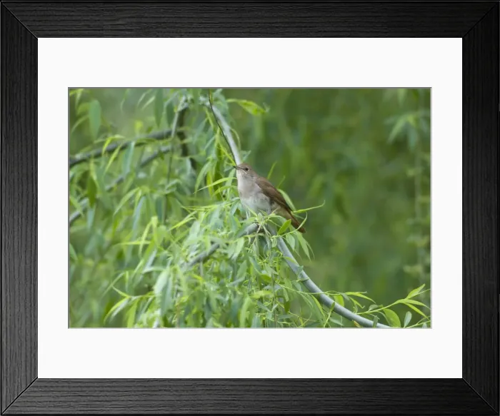 Framed Print : Nightingale - in spring on territory Framed Print : Nightingale - in spring on territory