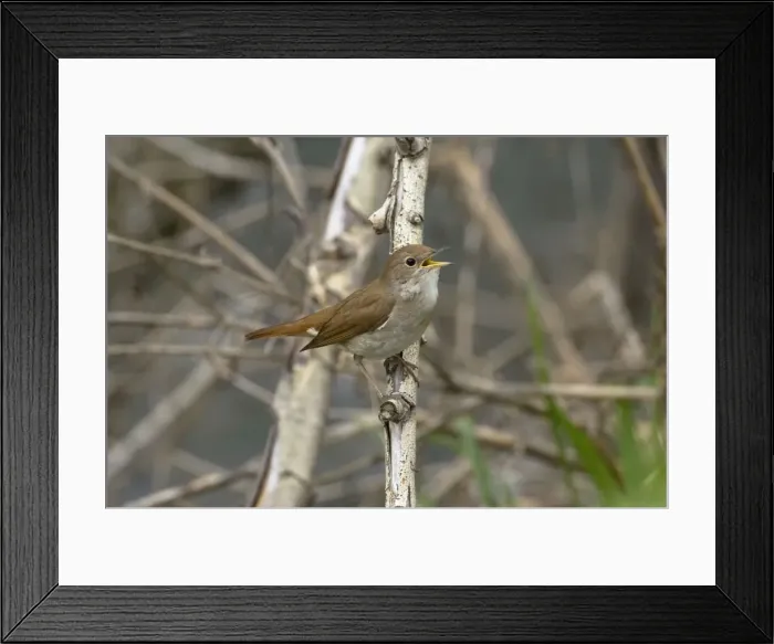 Framed Print : Nightingale - in spring on territory Framed Print : Nightingale - in spring on territory